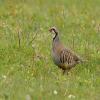 Red-legged Partridge